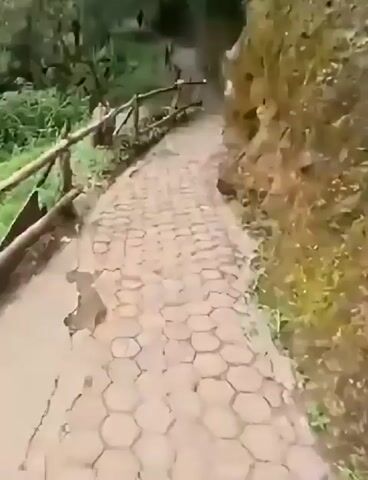 A video clip shows a paved path winding through a lush, green forest. A wooden railing runs along the left side of the path, bordering a steep drop-off covered in dense foliage. The path is made of interlocking, hexagonal pavers. To the right of the path, a rocky, moss-covered embankment rises steeply. In the distance, the path disappears into the trees. There are no people visible in the clip.