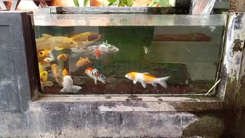A video shows a group of koi fish swimming in a clear aquarium filled with water. The aquarium is rectangular with a glass front and has a concrete structure surrounding its base. The fish vary in color, with prominent individuals displaying white, orange, and black markings. Some fish are larger and predominantly white and orange, while others are smaller and have intricate patterns of black and white. The water appears to be somewhat murky, with sediment visible at the bottom of the tank. In the background, there are plants and a wooden structure, suggesting an outdoor or semi-outdoor setting. The lighting is natural, illuminating the fish and their environment. The camera is positioned to provide a side view of the aquarium.