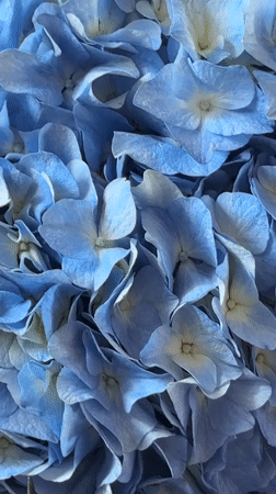 Light blue hydrangeas in soft daylight, Moscow