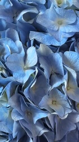 Light blue hydrangeas in soft daylight, Moscow