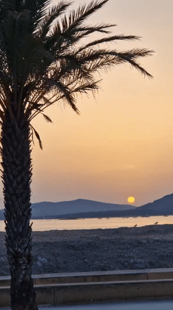 Palm tree and sunset over Alghero's coastal waters