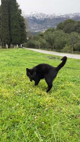 A black cat walks directly towards the camera across a grassy field. The field is bordered by trees, a paved path, and in the background, there are snow-capped mountains.  The cat comes very close to the camera, briefly blurring the image.  After the cat has passed, the camera continues to record the grass in the field.