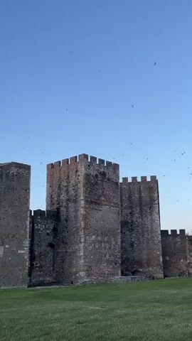 A low-angle, vertical video shows the weathered stone walls of a castle with battlements against a clear blue sky. Numerous small birds are seen flying in scattered formations in the sky above and around the castle. A green grassy field stretches out in front of the castle walls. The castle appears ancient, with some sections showing signs of decay and exposed stonework. The lighting suggests it is either early morning or late afternoon.