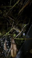 Frog spotted in dark pond among vegetation in Stamford