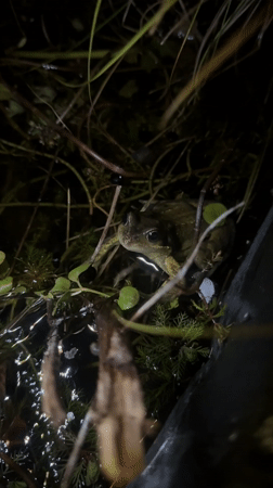 Frog spotted in dark pond among vegetation in Stamford