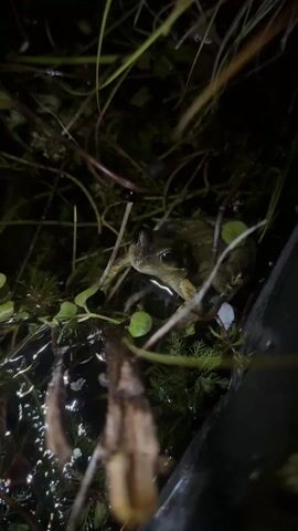 A frog is sitting in a body of water amongst grass and small green plants. The video is dark, with only the frog’s eye catching some light.