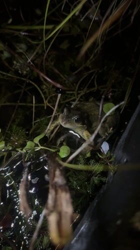 Frog spotted in dark pond among vegetation in Stamford
