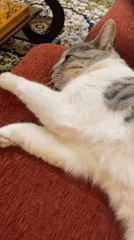 Tabby cat naps and grooms on a red couch in Kazakhstan