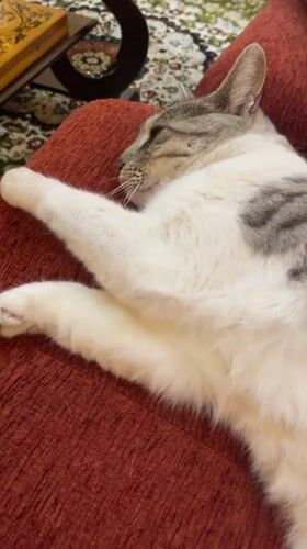 Tabby cat naps and grooms on a red couch in Kazakhstan