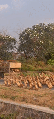 Duck herding along rural canal paths in Desa Ngesrep