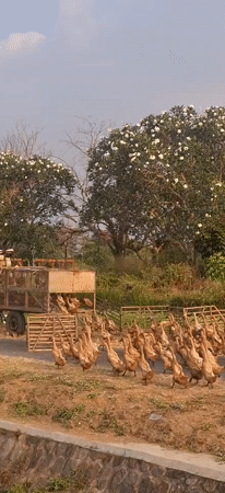 Duck herding along rural canal paths in Desa Ngesrep