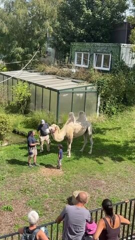 A light-colored camel with two humps stands on a grassy area, facing left. To its left, three people are interacting with it. The person closest to the camel, on the far left, is a man wearing a dark blue t-shirt and shorts, holding a red object. He appears to be interacting with the camel's head. Next to him, a child in a striped t-shirt and dark shorts is standing and looking at the camel. Behind the child and to the left, another man in a dark t-shirt and a baseball cap is also looking at the camel. In the background, a greenhouse-like structure with a glass roof and walls is visible. Beyond the greenhouse, there are trees and buildings. In the foreground, a railing separates observers from the scene. Several people are standing behind the railing, looking towards the camel enclosure. The overall environment appears to be a zoo or animal exhibit on a sunny day. The camel is calm, and the interaction seems supervised and gentle.
