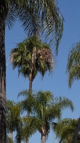 The shot is a static view of several palm trees, mostly in focus, set against a clear blue sky. The leaves of the palms sway slightly in the wind. One of the palms in the center has dead fronds mixed in with the healthy green ones, creating a messy appearance. A tall, dark-colored palm trunk is visible on the left, partially out of frame. The bottom of the shot includes a glimpse of a decorative structure, possibly a gate, made of metal.