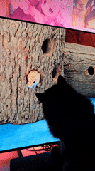 Cat watches mouse video amid anime collectibles display