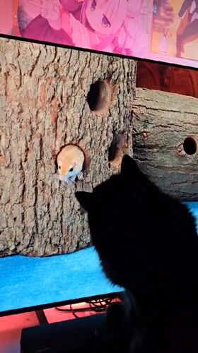 Cat watches mouse video amid anime collectibles display