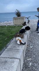 Cat feeding and fishing along Bar Montenegro waterfront