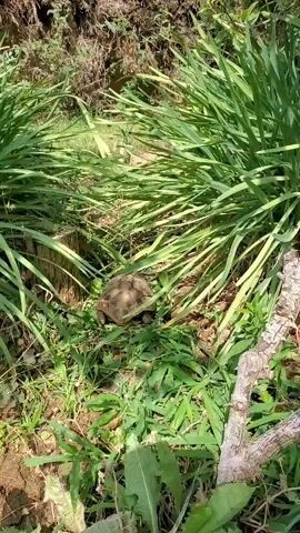 A tortoise moves through green grass and foliage. The tortoise is light brown and tan with a patterned shell. It is partially obscured by the tall grass. The background is blurred and consists of more vegetation and soil. The scene appears to be outdoors in a natural setting.