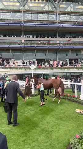 A horse with a brown coat and white markings on its face and legs stands on a green grass field. A woman in a light green shirt and black pants holds the horse's reins, guiding it. A man in a black suit stands facing the horse, holding a black bucket. In the background, a grandstand filled with people wearing formal attire and hats overlooks the scene. A sign pointing to the right reads "FIRST". Other people, some holding cameras, are also present on the field. The atmosphere appears to be that of a formal event, possibly a horse race.