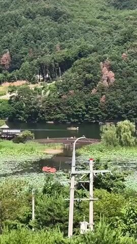 A body of water is visible, surrounded by lush green trees and a sloping hillside. The water has lily pads scattered across its surface. A small boat with at least two people is moving on the water. Further in the distance, a wooden structure with a roof appears to be on the edge of the water. In the foreground, a utility pole with electrical wires is prominent. The overall scene suggests a natural, serene environment.
