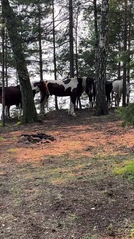 A group of horses are in a wooded area. Some of the horses are brown and white, while others are dark brown and white. The horses are standing on a small hill, and there are trees all around them. The ground is covered in dirt and leaves. There is a small fire pit in the foreground. The lighting suggests it is late afternoon or early evening.