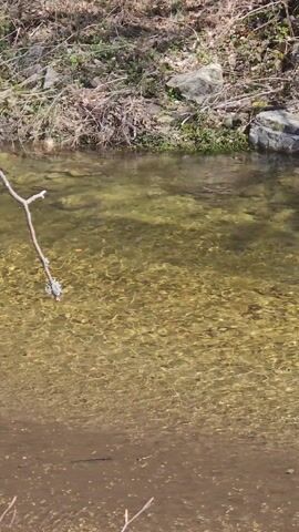 The scene is a close-up shot of a shallow stream. The water is clear, with a yellow-green tint, and the bottom is visible, revealing small pebbles. A small bank lined with rocks, dry leaves, and branches forms the edge of the stream. The water surface is slightly rippled, creating shimmering patterns. Two small broken tree branches are visible at the bottom of the frame, partially submerged in the water.