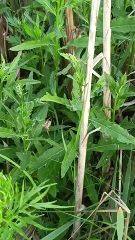 The video, shot in Verkhnie Chershily, Russia, offers a close-up view of lush green foliage, suggesting an outdoor, natural setting possibly a garden or wild growth. The primary focus is a small, multi-colored spider.

The spider is seen on a plant with feathery leaves, appearing to be in a relaxed state, perhaps basking or resting. Its body is a mix of brown, white, and possibly darker markings, with visible legs. The camera zooms in slightly, highlighting the spider’s intricate details.

Surrounding the spider are various green plants, some with long, narrow leaves, and others with a bushier, more feathery appearance. Two thin, dry stalks, possibly from a previous season's growth, stand vertically amidst the greenery, adding a textural contrast. The lighting suggests it is daytime, with soft, natural light illuminating the scene, implying fair weather. There are no people or any other visible objects or text in the video. The overall mood is one of quiet observation of nature's small details.