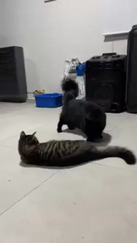 Two cats are on a tiled floor. One is a long-haired tabby cat laying on its side. The other is a fluffy black cat standing and facing the other cat. The black cat touches the tabby cat with its paw. Behind the cats is a bag of cat food, a large black speaker, and a blue tray. To the left of the frame is a dark-colored appliance. The room appears to be a basement or utility space.