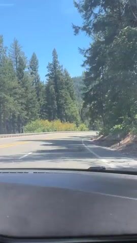A first-person perspective video shows a car driving on a two-lane road through a forest. The road is paved and has a yellow line down the center and a white line on the right edge. Tall green trees line both sides of the road, with some areas of lighter green foliage and yellow brush on the left. The sky is clear and blue. The car appears to be moving at a moderate speed, and the camera is angled slightly downwards, showing the dashboard of the car in the foreground. The sun is shining, casting shadows on the road and the trees. The terrain appears to be hilly.