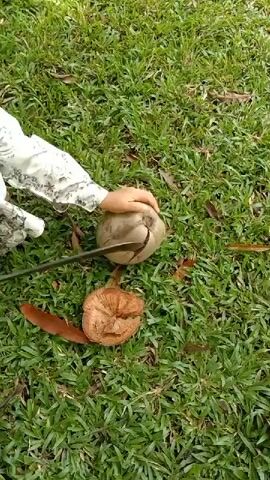 On a grassy lawn, a person wearing a patterned shirt is using a long, thin machete to cut into a coconut. A segment of coconut shell has already been removed, lying on the grass beside the coconut. The person holds the coconut in place with their left hand as they strike it with the machete using their right hand.