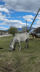 Rural life documented in Tyulyuk: horses grazing, cat in store