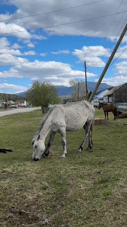 Rural life documented in Tyulyuk: horses grazing, cat in store