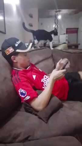 A person in a red Manchester United jersey and a black baseball cap lies on a brown couch, using a phone. A black and white cat stands on the back of the couch. The room has neutral wall colors and a visible reflection of lights. The couch has a brown pillow. The person is angled slightly to the left and engrossed in the phone.