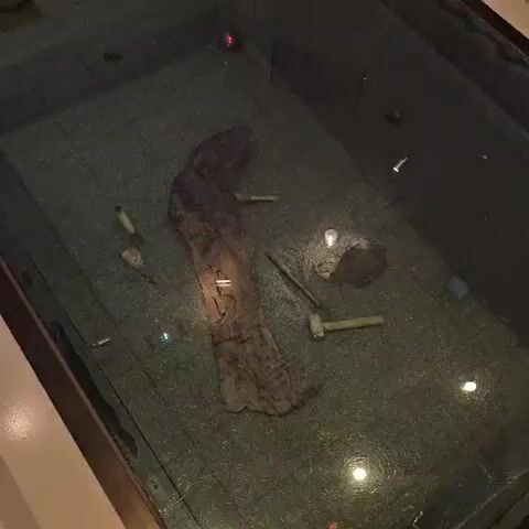 A forensic examination of an archaeological dig site is underway. The dig site is contained within a glass enclosure. Several tools, including trowels and brushes, are visible on the ground. In the center of the enclosure is a large, dark, irregularly shaped object, possibly a fossil or a preserved artifact. The ground is covered in what appears to be dark soil or sediment. Lights illuminate the dig site, highlighting the objects and the texture of the ground. The scene suggests a delicate and meticulous excavation process.