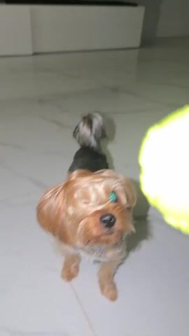 A small Yorkshire Terrier dog is the sole subject in this media file, captured in an indoor setting. The dog is primarily depicted in a standing or moving position, with a focus on its playful interaction with a yellow ball. The scene appears to be a modern living space with a light-colored tiled floor that has a subtle marble pattern. In the background, a white entertainment unit with a large black television screen is visible, suggesting a contemporary home environment.

The activity unfolding is the dog playing with a ball. In the first frame, the dog is looking directly at the camera. In subsequent frames, the dog's attention shifts to the ball, which is tossed or rolled. The dog is shown chasing and interacting with the ball, indicating a playful moment. The lighting suggests it is likely daytime or well-lit indoors, with no specific indication of weather conditions. The dog's posture and engagement with the ball convey a sense of energy and enjoyment. There is no visible text within the media file. The location is identified as Thep Krasatti, Thailand, but this information is external to the visual content itself.