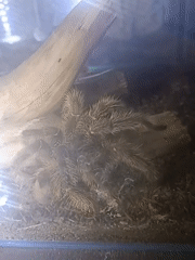 Morning visit to Izhevsk Zoo captures diverse animal exhibits