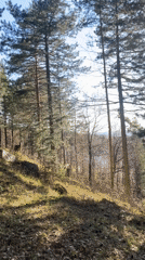 Afternoon sunlight documented in Vladaya forest landscapes