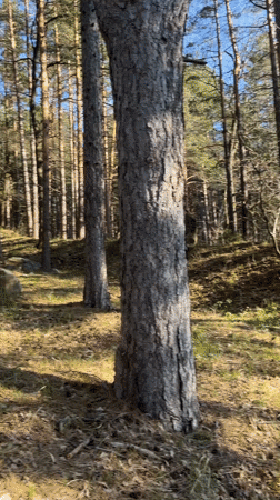Afternoon sunlight documented in Vladaya forest landscapes