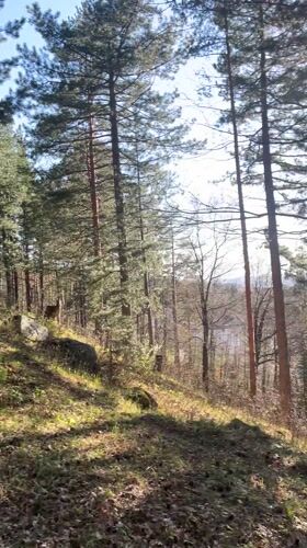 Afternoon sunlight documented in Vladaya forest landscapes