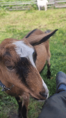 Close-up of a collared brown goat with distinctive facial markings