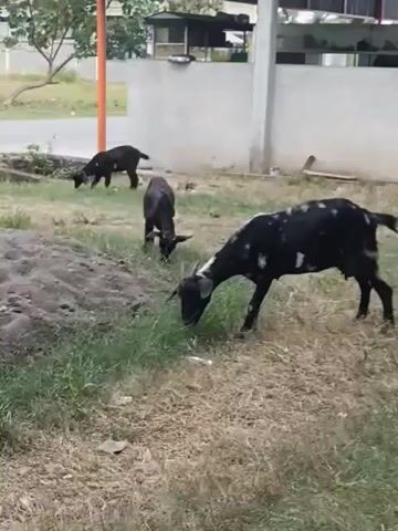 Three goats are grazing on a patch of grass. One goat, speckled black and white, is in the foreground, facing left and eating grass. Behind it, a smaller black goat is also eating grass. Further back and to the left, another black goat is grazing. The environment appears to be outdoors, with dry grass and some dirt in the foreground. A building with a white wall and a roof structure is visible in the background, along with some vegetation and an orange pole. A motorcycle is partially visible on the right side of the frame. The lighting suggests it is daytime.
