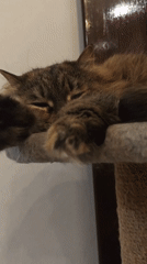 Lazy cats napping around cozy Odesa apartment