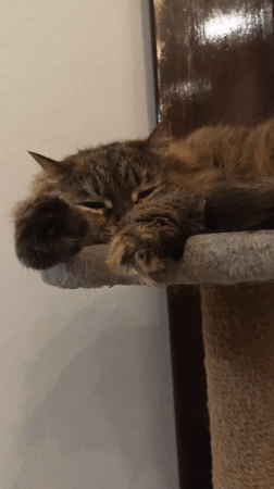 Lazy cats napping around cozy Odesa apartment