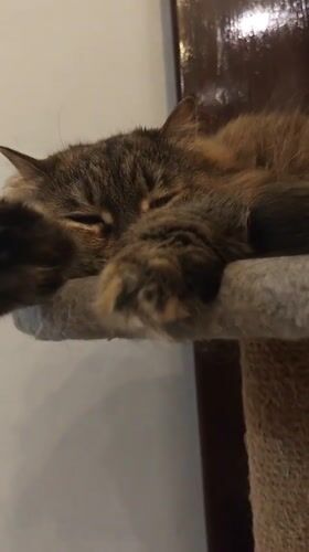 Lazy cats napping around cozy Odesa apartment