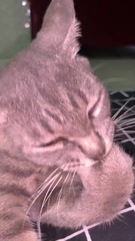 A gray tabby cat with its eyes closed is licking its paw, which is held up to its face. The cat is lying down on a surface with a black and white checkered pattern. The background is slightly blurred but appears to be an indoor setting.