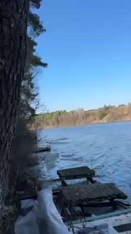 The video shows a man climbing a tree with a ladder leaning against it. The tree is located near a body of water, with a small dock visible. The sky is clear and blue. The man is climbing up the tree, past the ladder.