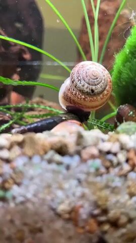 The video shows a close-up view of a freshwater aquarium. A snail with a spiral shell is positioned in the center of the frame, resting on a green plant. Its foot is visible, appearing to be attached to the plant. To the left of the snail, a dark-colored fish swims past, momentarily blurring the image as it moves. The substrate of the aquarium, composed of small pebbles and sand, is in the foreground. The background is out of focus, but hints at other aquatic plants and possibly another snail shell. The lighting is natural, highlighting the textures and colors within the tank.