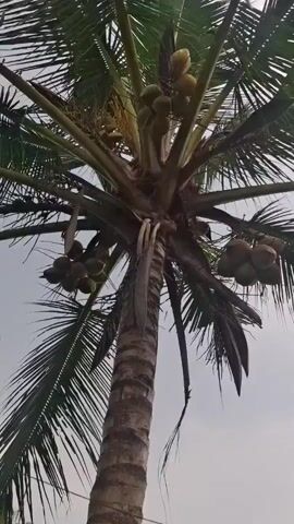 The video shows a low-angle view looking up at a coconut tree with coconuts growing on it. The tree trunk is thick and textured with brown bark. The fronds of the tree are visible, with some appearing dry and brown. In the background, there is a lush green field, possibly a rice paddy, with other trees and vegetation. The sky is overcast or hazy. The camera pans slightly to the right, revealing more of the surrounding landscape.