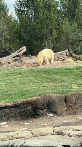 A polar bear is the focal point of the video, positioned in an open area of a zoo exhibit. The bear, characterized by its creamy-white fur, is facing towards the ground. A backdrop of green grass is visible behind the bear, interrupted by logs and a cluster of trees that create a dense, natural environment. In the foreground, a rough stone structure defines the perimeter of the enclosure, with water, mud and sand visible.