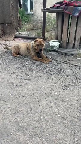 A medium-shot video captures a tan-colored dog lying on a dirt and gravel surface. The dog appears to be a Shar-Pei breed due to its wrinkled skin and facial features. It is wearing a dark collar with a tag. The dog is looking towards the right side of the frame with its head slightly down. In the background, a rough wooden structure with some planks and a red blanket draped over it is visible. To the left of the wooden structure, there is a white pot or bucket. Further in the background, a building with a window can be seen. The overall environment appears to be an outdoor, possibly rural, setting with dry vegetation in the background. The lighting suggests it is daytime.