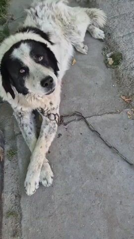 A large, fluffy dog with black and white markings is lying on a concrete surface. The dog has a black mask around its eyes and ears, and its body is mostly white with black speckles on its legs and back. Its front paws are crossed, and it is looking upwards with a curious expression. A metal chain is attached to the dog's collar and extends to the right of the frame. The setting appears to be outdoors, with some grass and dry leaves visible on the ground. The lighting suggests it is daytime, possibly late morning or early afternoon, with soft shadows indicating a slightly overcast sky or shade. The dog's pose and gaze convey a sense of calm and attentiveness. There is no visible text in the media file.